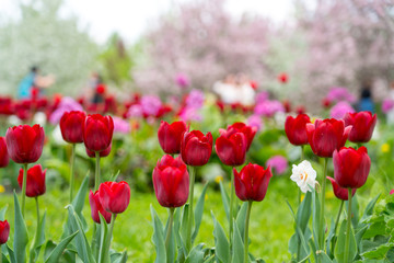 many red tulips over blooming pink apple trees