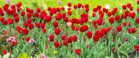 Fototapeta premium many red tulips over yellow dandelion field