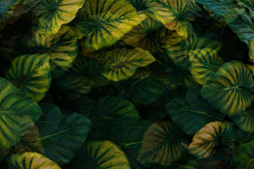 Abstract multiple leaves green nature background tropical forest.