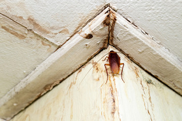 Cockroach on the ceiling in the toilet, Disgusting insect  