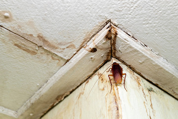 Cockroach on the ceiling in the toilet, Disgusting insect  
