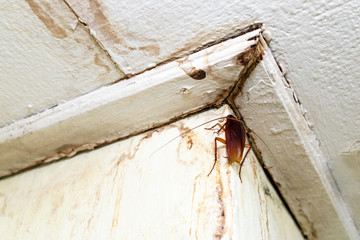 Cockroach on the ceiling in the toilet, Disgusting insect  