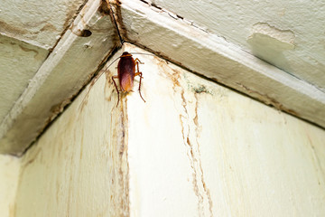 Cockroach on the ceiling in the toilet, Disgusting insect  