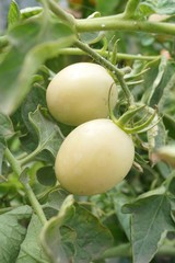 tomato tree in nature garden