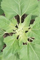 close up bud sunflower in nature garden