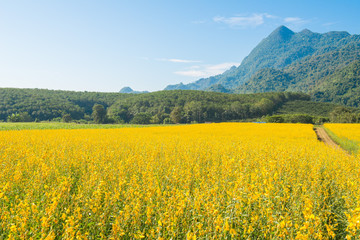 Beautiful view of Sunhemp field (Crotalaria Juncea) at the foothills of Doi Nang Non mountain in Mae Sai district of Chiang Rai province, Thailand.