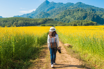Back view of young tourist woman walking in Sunhemp field (Crotalaria Juncea) at the foothills of Doi Nang Non mountain in Mae Sai district of Chiang Rai province, Thailand.