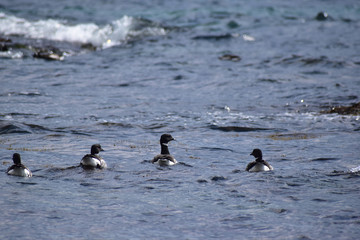 一列に並んで沖へ向かうコクガン