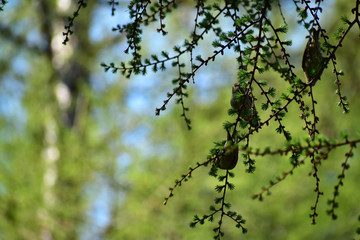 新芽を食べるマヒワ