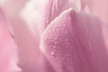pink tulip petal with dew drops