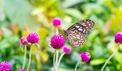 Close-up butterfly on flower in garden