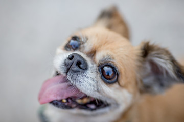 Close-up background view of the small dog Pomeranian, with a playful character and likes to play with the owner, with blurred movements while waiting for food.