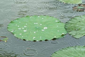 lotus leaf background with water drops