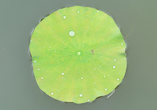 lotus leaf background with water drops