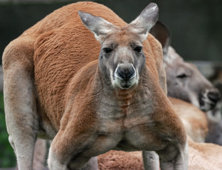 kangaroo with big  muscles is watching you