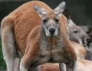 Schilderijen op glas kangaroo with big  muscles is watching you © J.A.