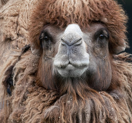 male camel gets a close up head shot