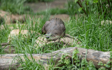 river otter is napping on a rock