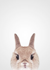 かわいいうさぎのグラフィックフレーム