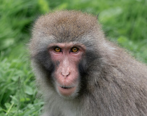snow monkey is staring at you