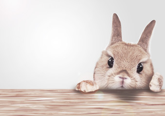 かわいいうさぎのグラフィックフレーム Wall Mural Wallpaper Murals Studio I M S