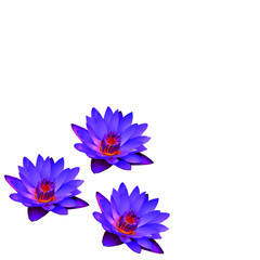 Three purple lilies bottom corner