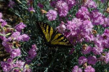 butterfly on flower