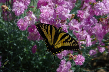 butterfly on flower