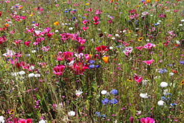 Many different flowers