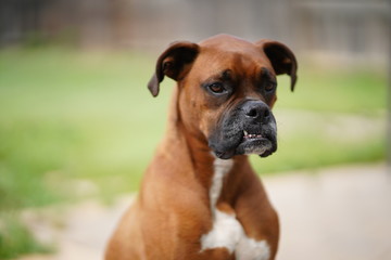 Boxer Dog