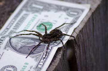 spider on that cheddar