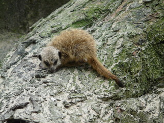 Beautiful suricate,[Suricata suricatta] © JAN