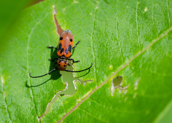 beetle on leaf