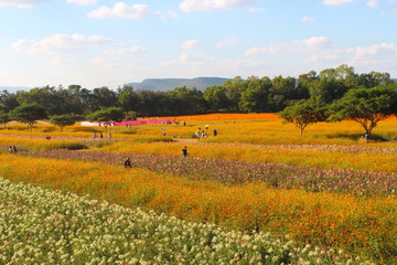 Jim Thompson Farm. Beautiful and eco-friendly farm where you can see flowers and organic produce.