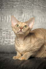 Devon Rex  Cat on grey background