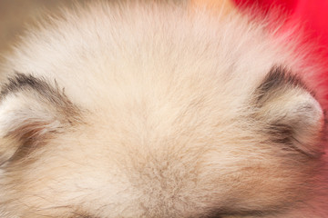 Ears close up top view of white brown fluffy pomeranian dog fur patterns texture for animal pet background