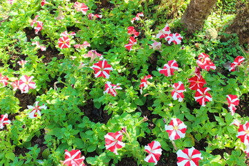 Beautiful colorful flowers in garden, Chiang Rai, Thailand