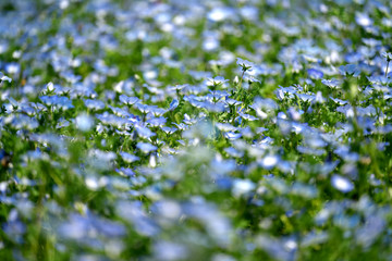 初夏・ネモフィラの花