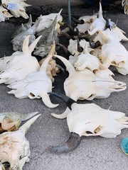 Bull skull