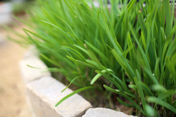 Garden Garlic Chives Planted on a Sunny Border