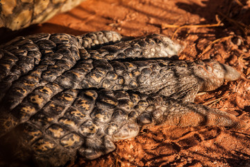 Crocodiles or northern Australia. Wild animals.