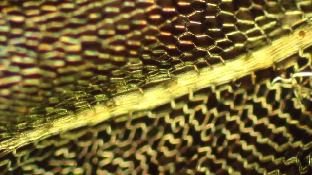 Polarization microscopy reveals a mosaic of plant cell walls in a moss. 