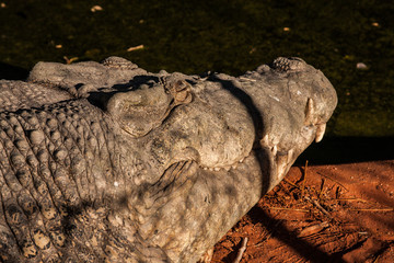 Crocodiles or northern Australia. Wild animals.