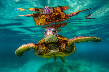 Hawaiian Green Sea Turtle cruising in underwater Hawaii