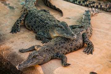 Crocodiles or northern Australia. Wild animals.