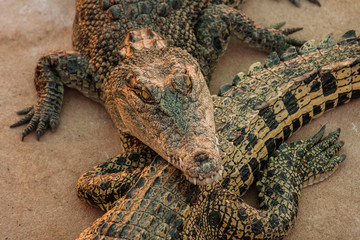 Crocodiles or northern Australia. Wild animals.
