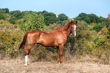 Obraz premium Male horse on pasture in the mountain in sunny summer day