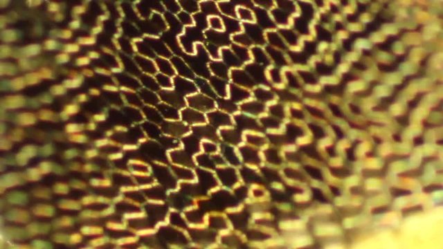 Polarization microscopy reveals a mosaic of plant cell walls in a moss. 