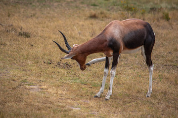 Blesbok scratching head with foot