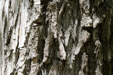 Tree bark illuminated by the sun close up. Natural background